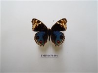 藏品(青眼蛺蝶)的圖片